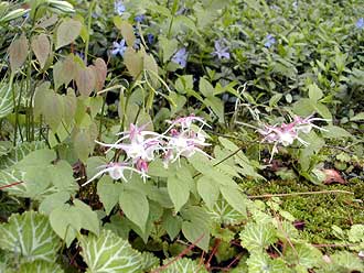 �C�J���\�E