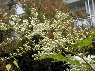 �j���i�i�J�}�h