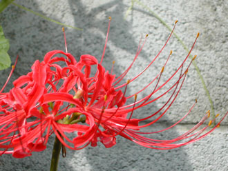 �q�K���o�i