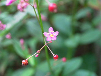 �n�[����