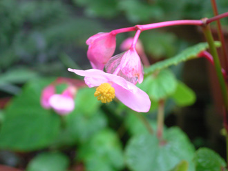 �V���E�J�C�h�E