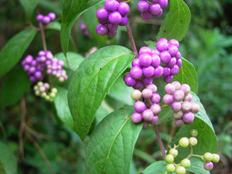 �R�����T�L�V�L�u