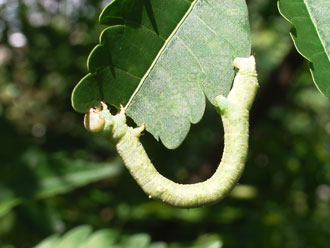 �V���N�g�����V