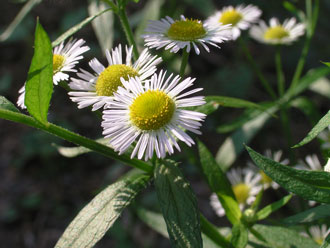 �q���W���I��