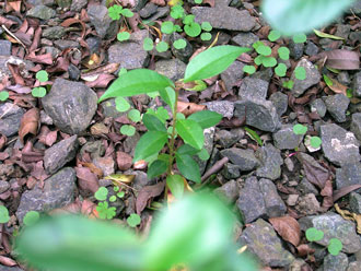 �g�E�l�Y�~���`