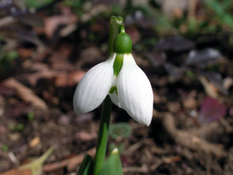 �X�m�[�h���b�v