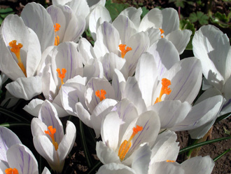 �N���b�J�X