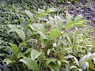 �t�C���A�}�h�R��