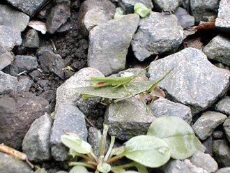 �I���u�o�b�^