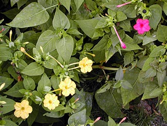 �I�V���C�o�i