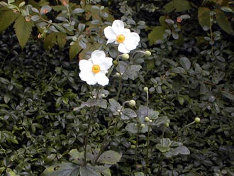 �V���E���C�M�N