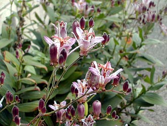 �z�g�g�M�X