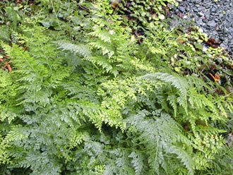 �^�`�V�m�u