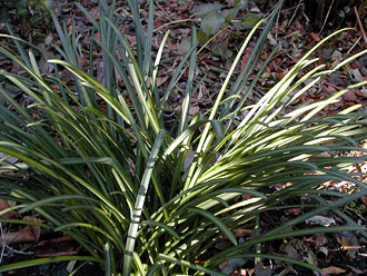 �q�K���o�i