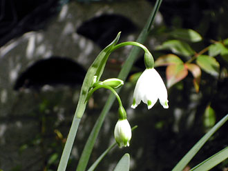 �X�m�[�t���[�N