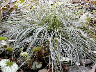 �V�}�J���X�Q