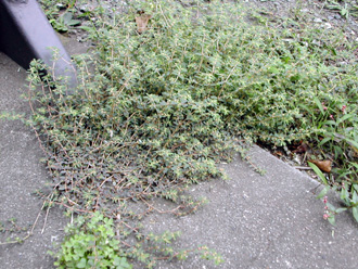 �R�j�V�L�\�E