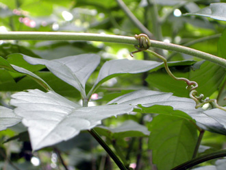 ���u�K���V