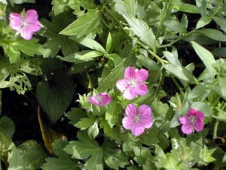 �Q���m�V���E�R