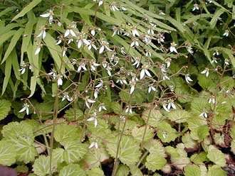 ���L�m�V�^