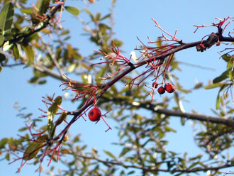 �o�[�h�K�[�f��