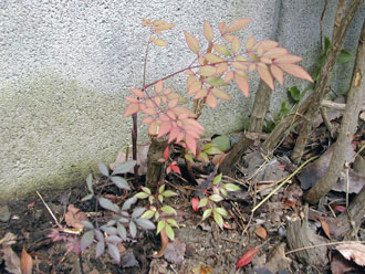 �i���e��