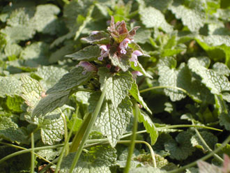 �q���I�h���R�\�E