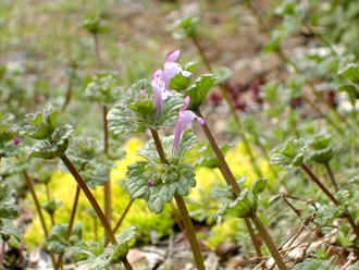 �z�g�P�m�U