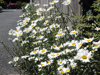 �}�[�K���b�g