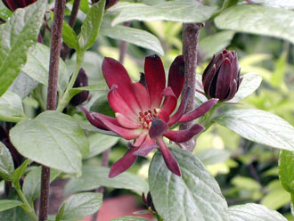 �A�����J���E�o�C