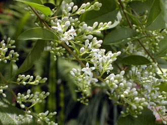 ���E�V���C�{�^�m�L