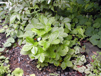 ���C���h�X�g���x���[