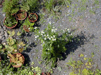 �n���W�I��