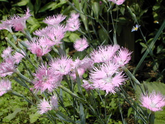 �J�����i�f�V�R