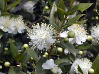 �M���o�C�J